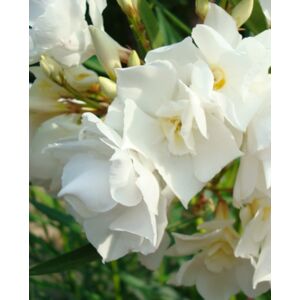 Nerium oleander - Sárga bimbójú, fehér teltvirágú leander