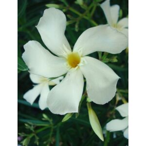 Nerium oleander 'Rivage' - Vajsárga virágú leander