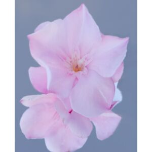 Nerium oleander – Pasztell rózsaszín, teltvirágú leander