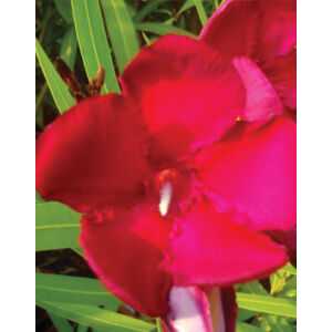 Nerium oleander – Óriás piros leander