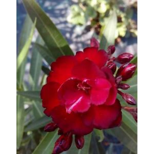 Nerium oleander 'Rubis' – Telt virágú leander