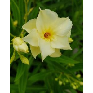 Nerium oleander 'Boyteam' – Telt virágú leander