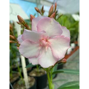 Nerium oleander 'G. Helena' – Leander