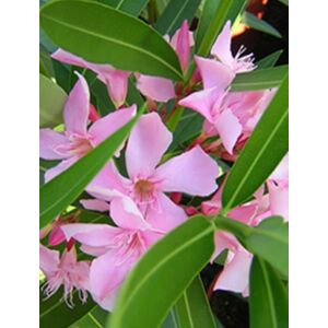 Nerium oleander - Rózsaszín virágú leander