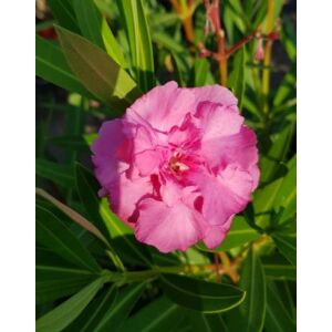 Nerium oleander 'Miléna' – Telt virágú leander