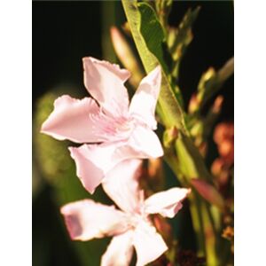 Nerium oleander - Világos rózsaszín virágú leander