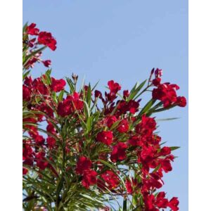 Nerium oleander 'Hardy Red' - Télálló piros leander