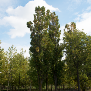 Koelreuteria paniculata 'Fastigiata' - Oszlopos csörgőfa