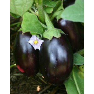 Solanum 'Jackpot' F1 - Padlizsán