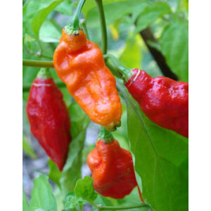 Capsicum 'Naga Jolokia' –  Szellem chili paprika (extra erős)
