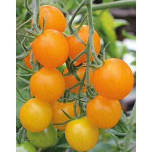 Lycopersicon 'Sungold' - Narancssárga koktélparadicsom