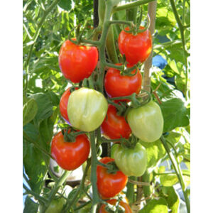 Lycopersicon 'Tomatoberry' F1 - Koktélparadicsom