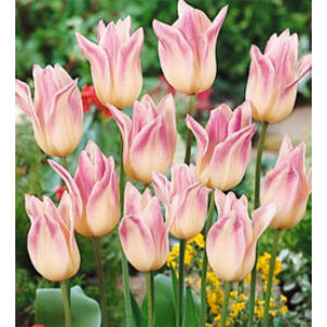 Liliomvirágú tulipán 'Elegant Lady'