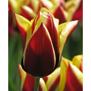 Triumph-típusú tulipán 'Gavota'