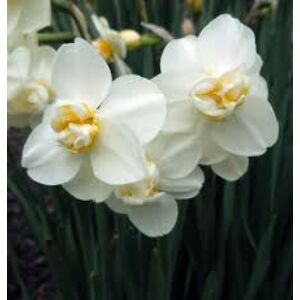 Narcissus 'Cheerfulness'-  Teltvirágú nárcisz