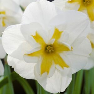 Narcissus 'Lemon Beauty'-  Hasadt koronájú nárcisz