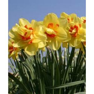 Narcissus 'Tahiti'-  Teltvirágú nárcisz