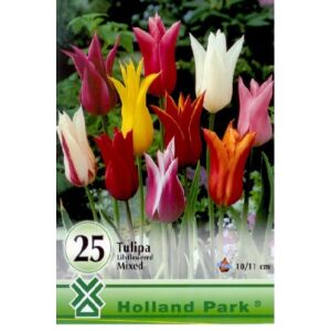 Liliomvirágú tulipán színkeverék nagy kiszerelés