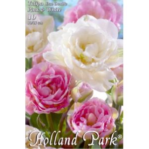 Tulipán Duo- Teltvirágú rózsaszín és fehér tulipán
