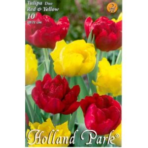 Tulipán Duo- Teltvirágú piros és sárga tulipán