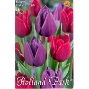 Tulipán Duo- Piros és lila tulipán