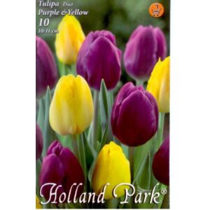 Tulipán Duo- Lila és sárga tulipán