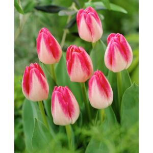 Triumph-típusú tulipán 'Page Polka'