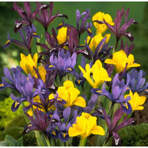 Iris reticulata - Sziklakerti írisz (színkeverék)