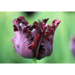 Papagájvirágú tulipán 'Black Parrot'