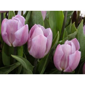 Tulipa 'Candy Prince' - Egyszerű virágú tulipán