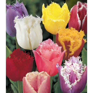 Rojtos szirmú tulipán - Crispa színkeverék