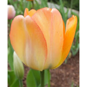 Darwin-hybrid tulipán 'Daydream' 