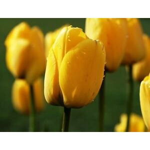Darwin-hybrid tulipán 'Golden Apeldoorn' 