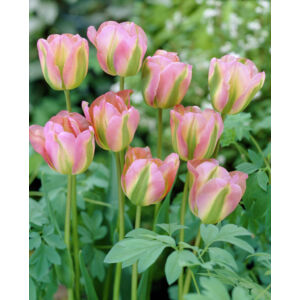 Viridiflora tulipán 'Groenland'