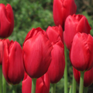 Tulipa 'Kingsblood' - Egyszerű virágú tulipán