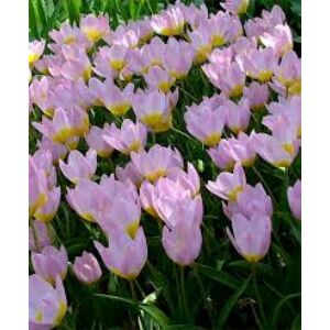 Tulipa bakeri 'Lilac Wonder' - Botanikai tulipán