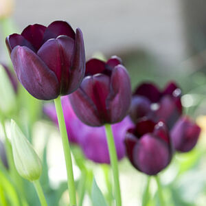 Tulipa 'Queen of Night' - Egyszerű virágú tulipán
