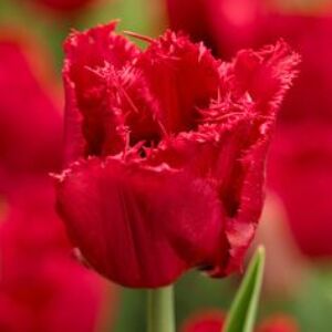 Rojtos szirmú tulipán 'Red Wing'
