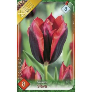 Triumph-típusú tulipán 'Slava'