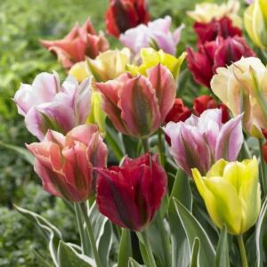 Viridiflora tulipán színkeverék