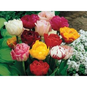 Teltvirágú tulipán színkeverék