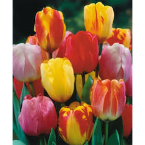 Darwin-hybrid tulipán színkeverék