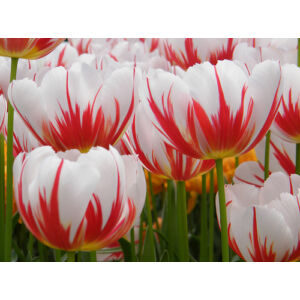 Triumph-típusú tulipán 'Happy Generation'