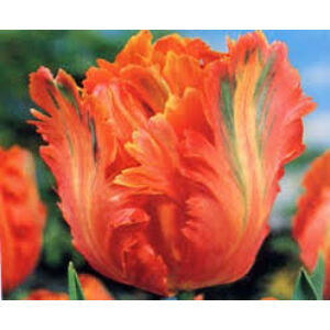 Papagájvirágú tulipán 'Orange Favourite'
