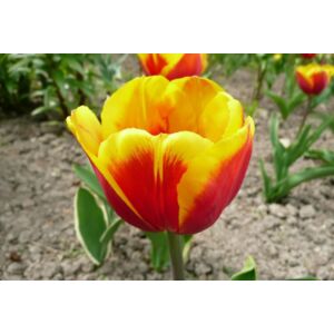 Triumph-típusú tulipán 'Kees Nelis'