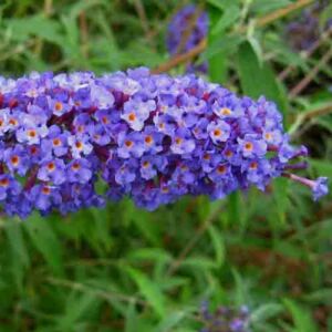 Buddleia davidii 'Nanho Blue' – Kék virágú törpe nyáriorgona