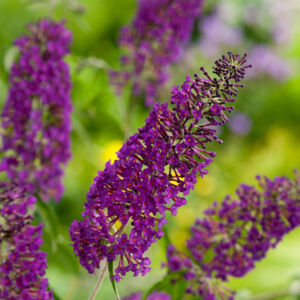 Buddleia davidii 'Nanho Purple' – Lila virágú törpe nyáriorgona