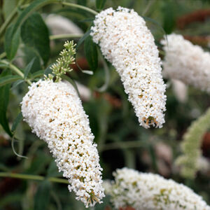 Buddleia davidii 'White Bouquet' – Fehér virágú nyáriorgona