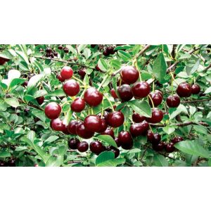 Prunus 'Carmine Jewel' - Ékszermeggy