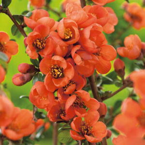 Chaenomeles x superba 'Orange Trail' – Narancssárga virágú japánbirs